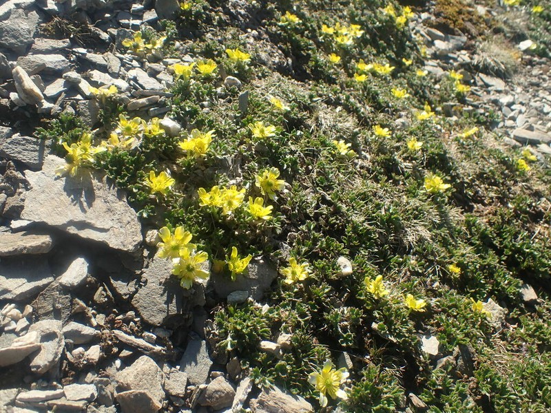 Ranunculus pachyrrhizus photo 8