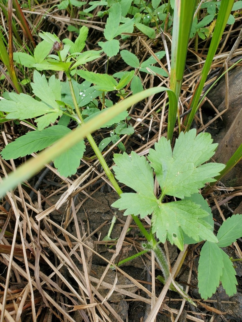 Pacific Buttercup