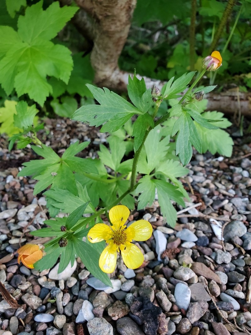 Pacific Buttercup photo 2