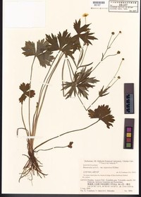 Ranunculus paishanensis