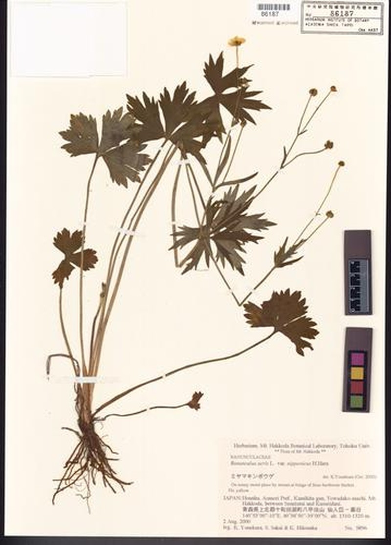 Ranunculus paishanensis
