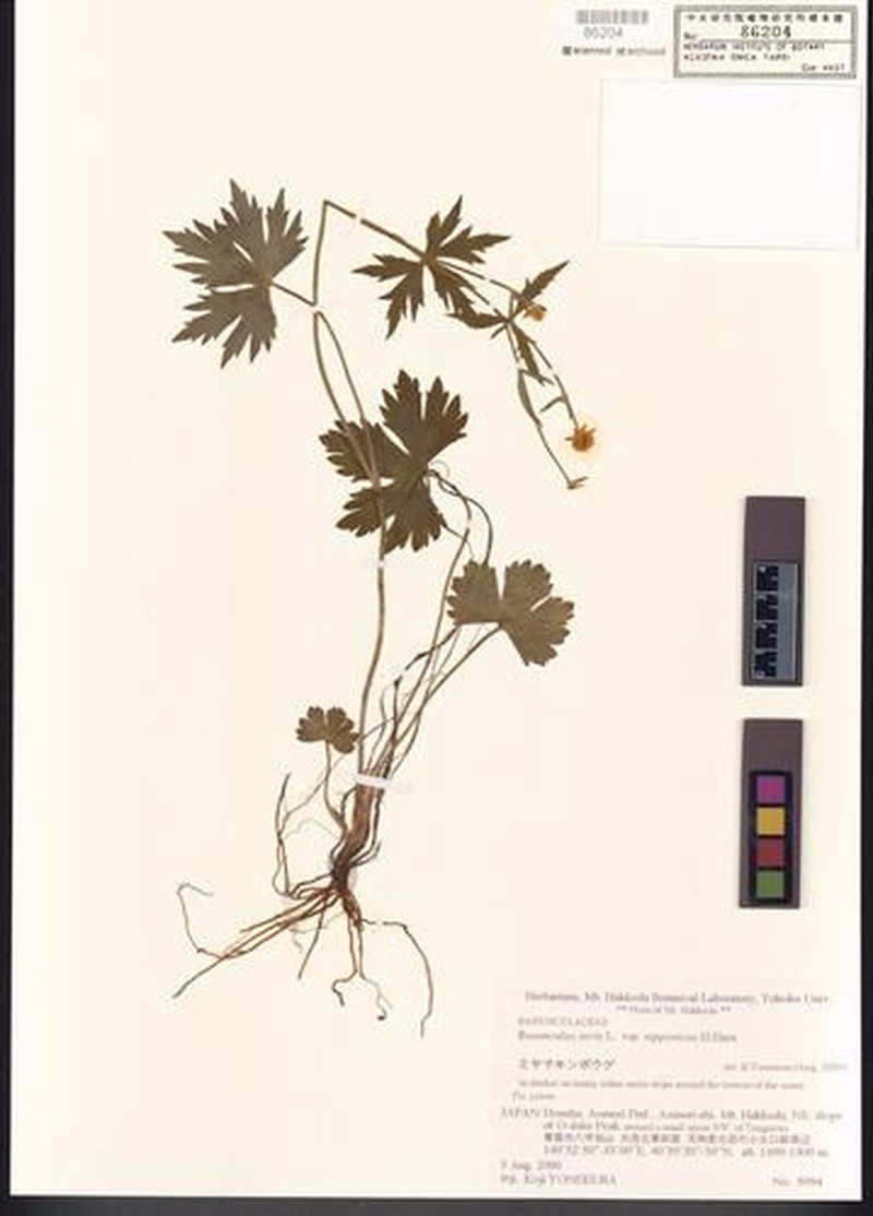 Ranunculus paishanensis photo 2