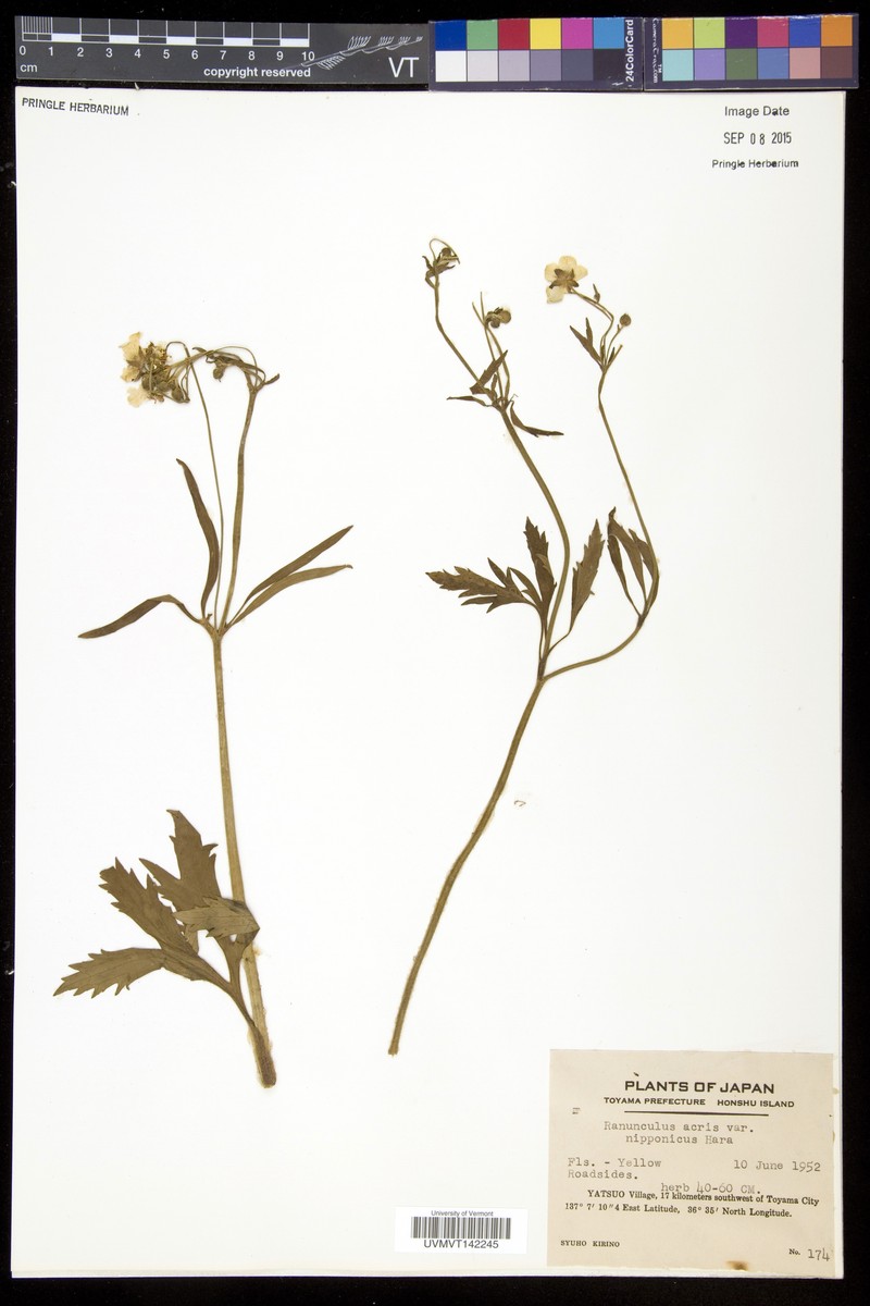 Ranunculus paishanensis photo 3