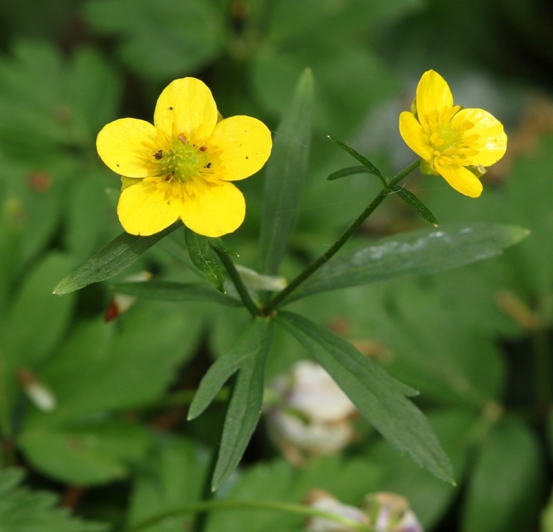 Ranunculus palaeoeuganeus