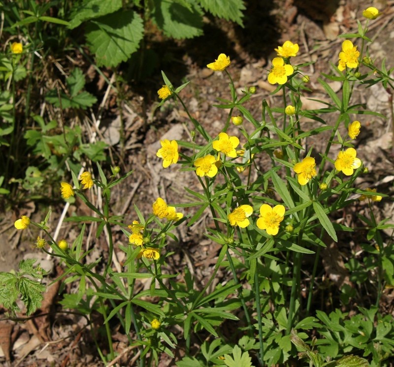 Ranunculus palaeoeuganeus photo 2