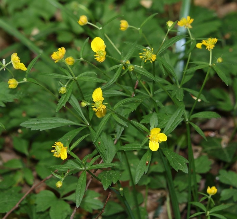 Ranunculus palaeoeuganeus photo 3