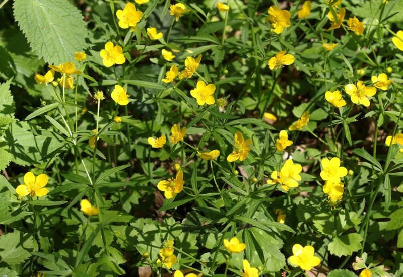 Ranunculus palaeoeuganeus photo 4