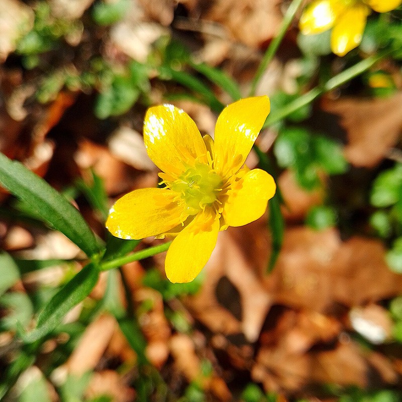 Ranunculus palaeoeuganeus photo 5