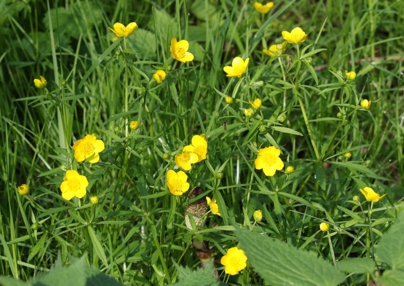 Ranunculus palaeoeuganeus photo 6
