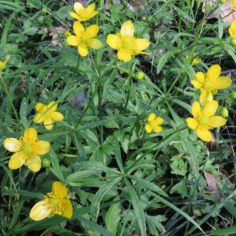 Ranunculus palaeoeuganeus photo 7