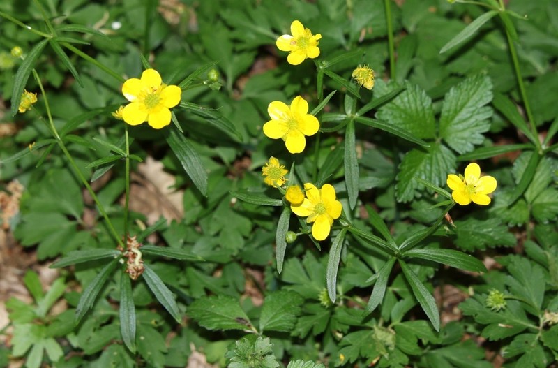 Ranunculus palaeoeuganeus photo 8