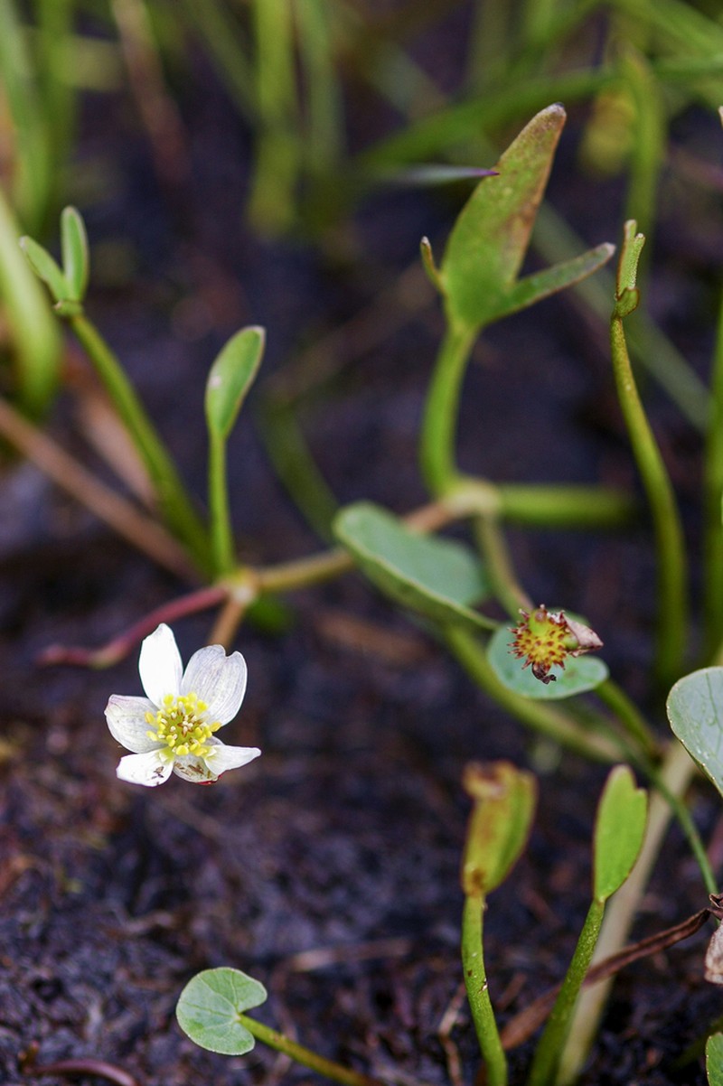 Pallas' Buttercup