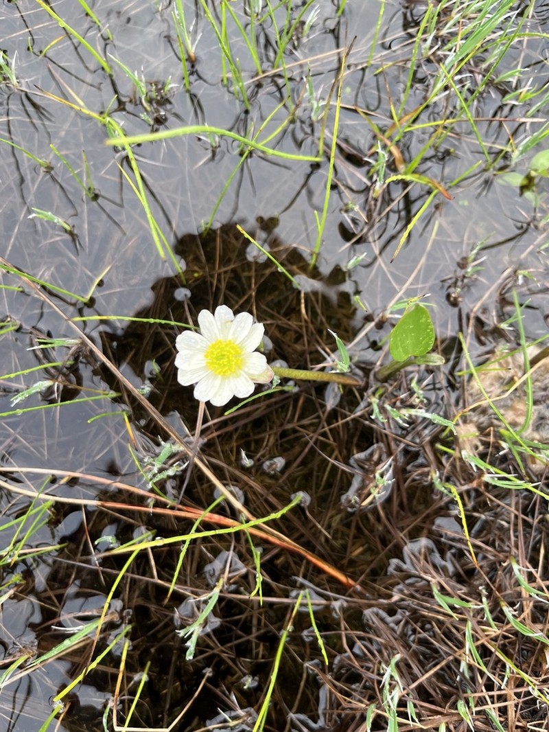 Pallas' Buttercup photo 2