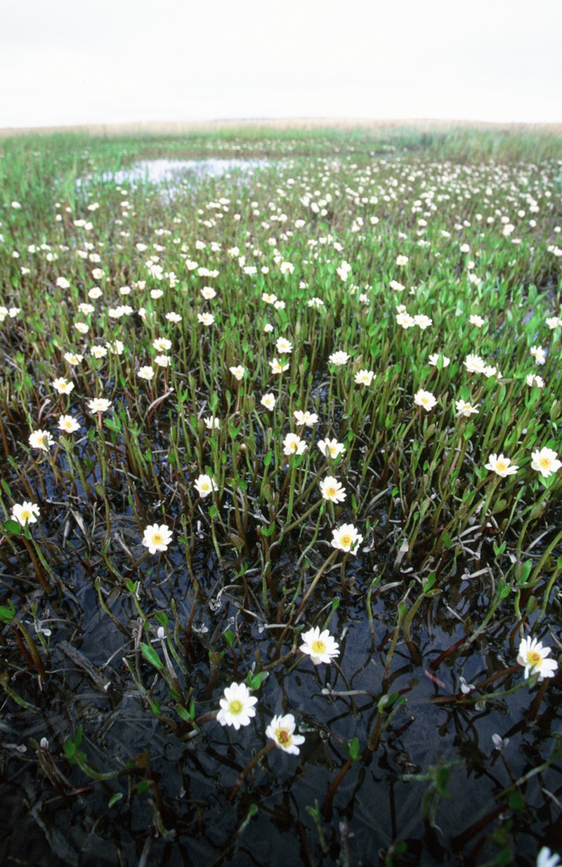Pallas' Buttercup photo 3