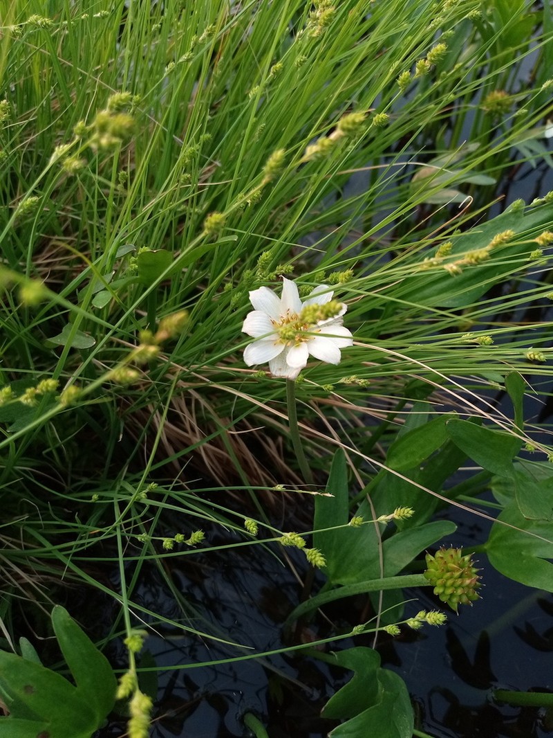 Pallas' Buttercup photo 4