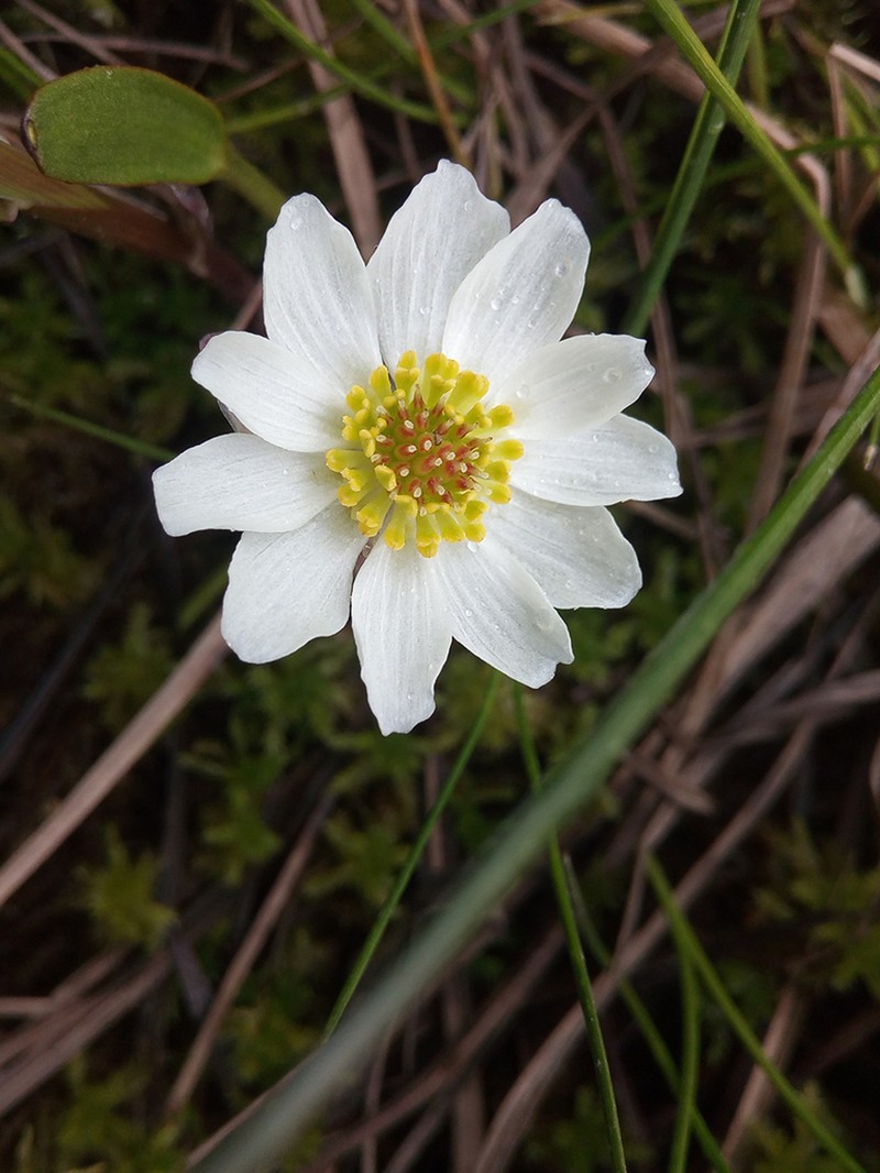 Pallas' Buttercup photo 5