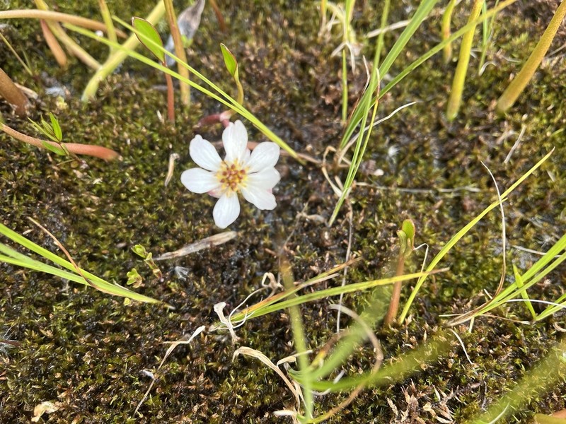 Pallas' Buttercup photo 7