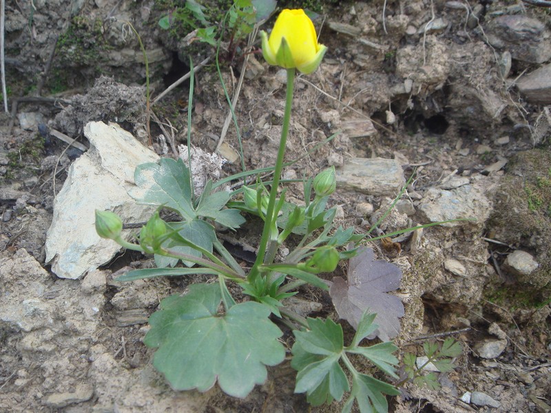 Ranunculus paludosus
