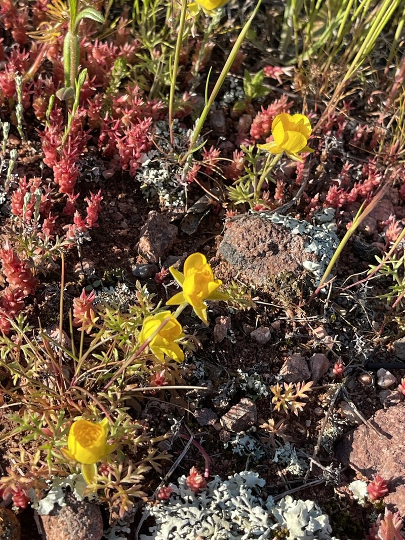 Ranunculus paludosus photo 2