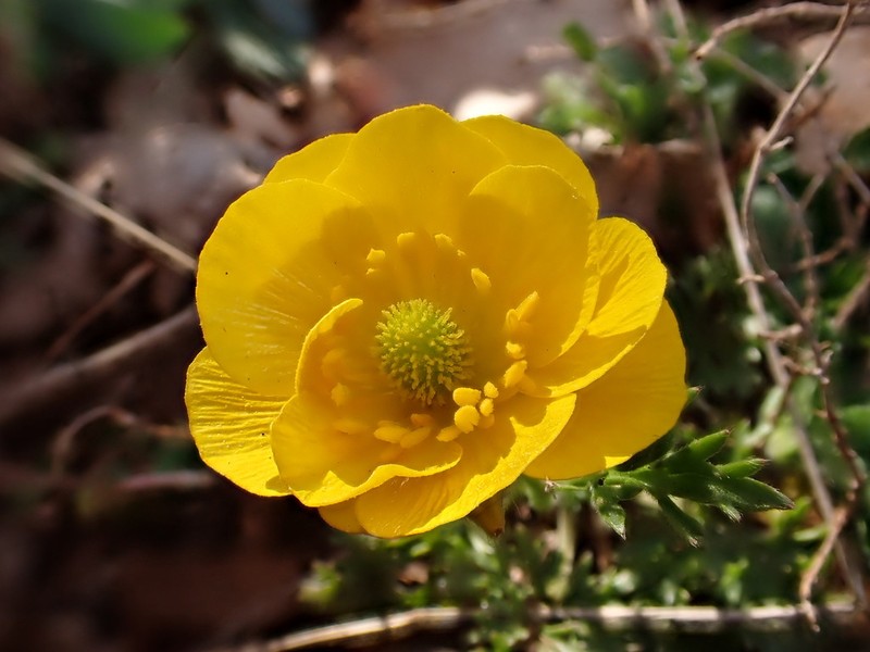 Ranunculus paludosus photo 3