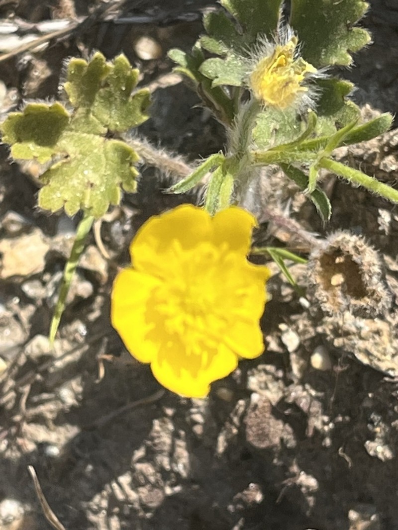 Ranunculus paludosus photo 4