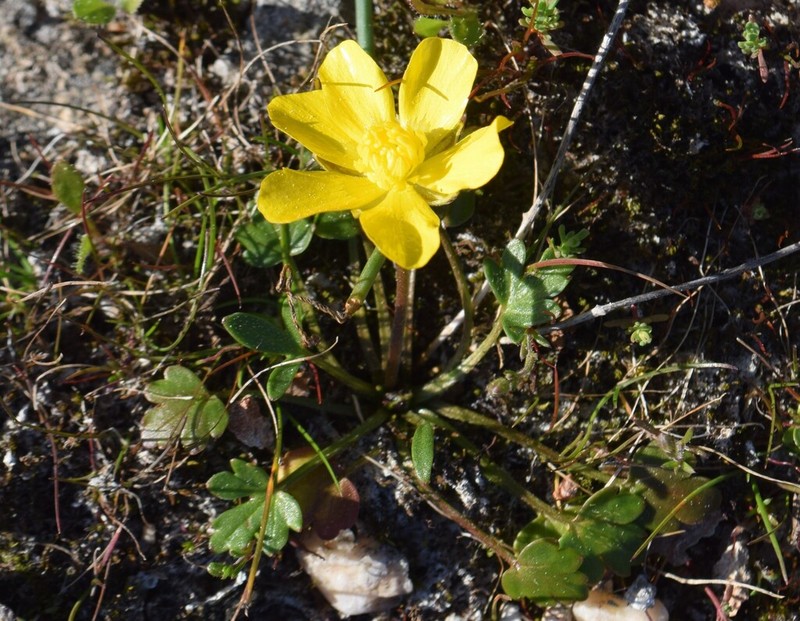 Ranunculus paludosus photo 5