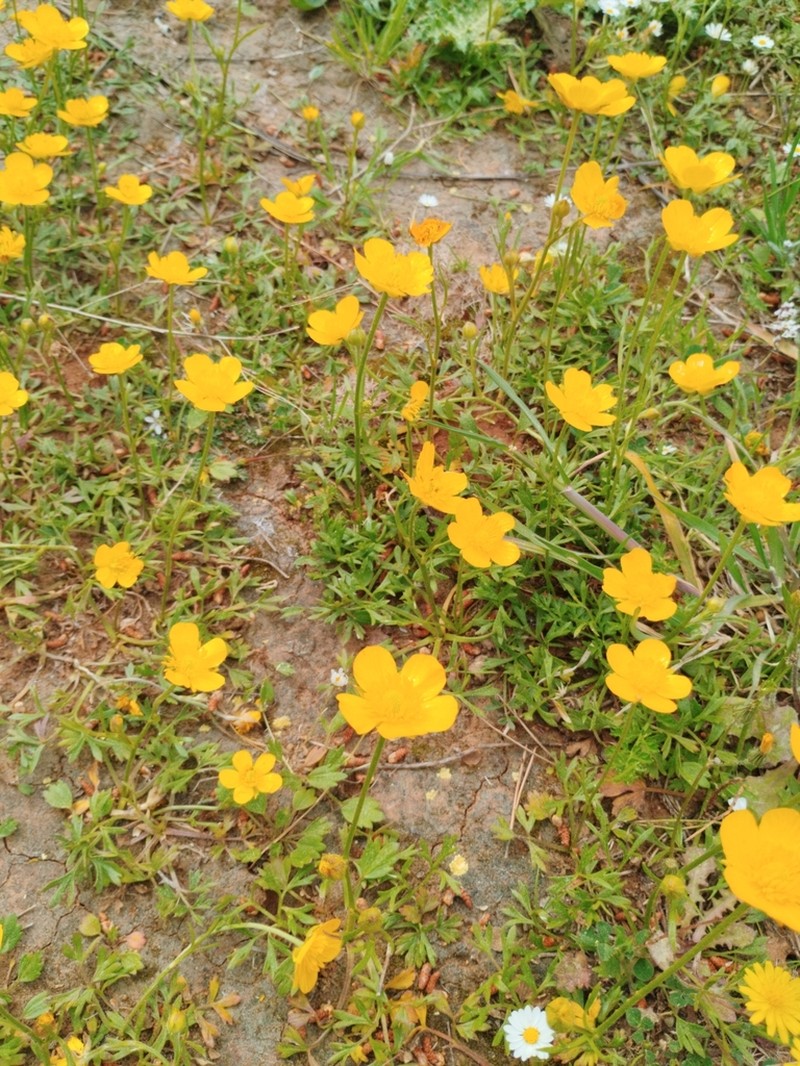 Ranunculus paludosus photo 6