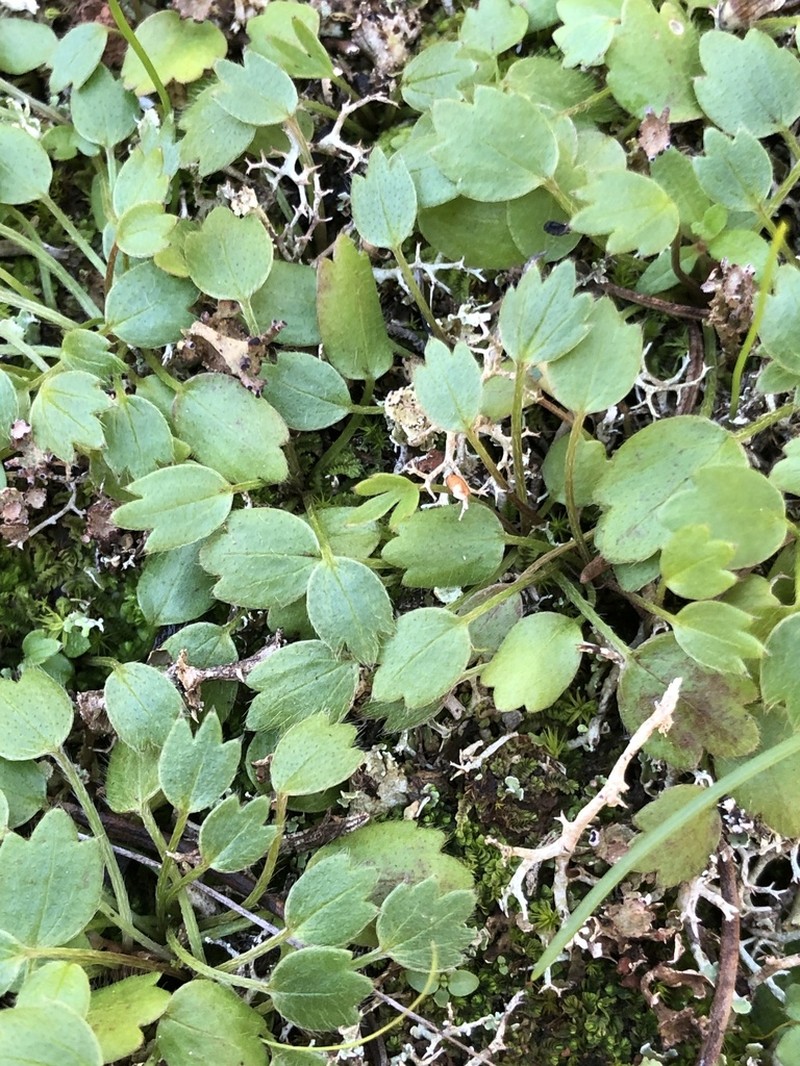 Ranunculus paludosus photo 7