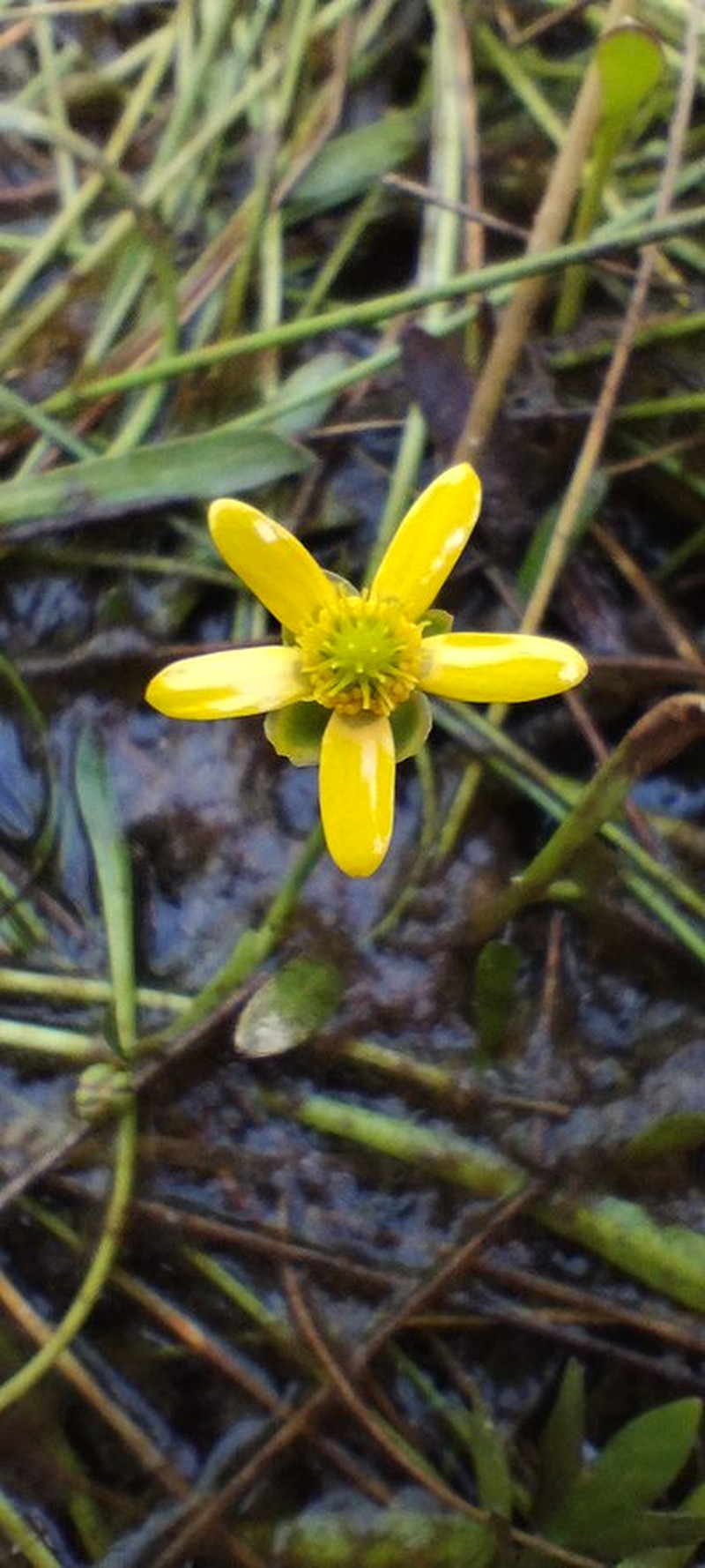 Ranunculus papulentus