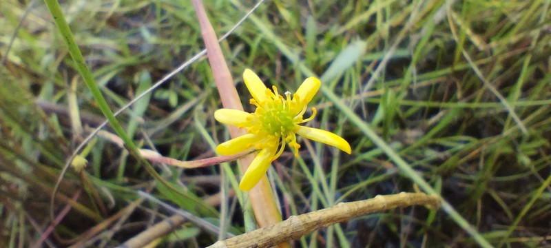 Ranunculus papulentus photo 2