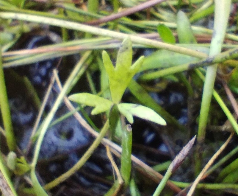 Ranunculus papulentus photo 3