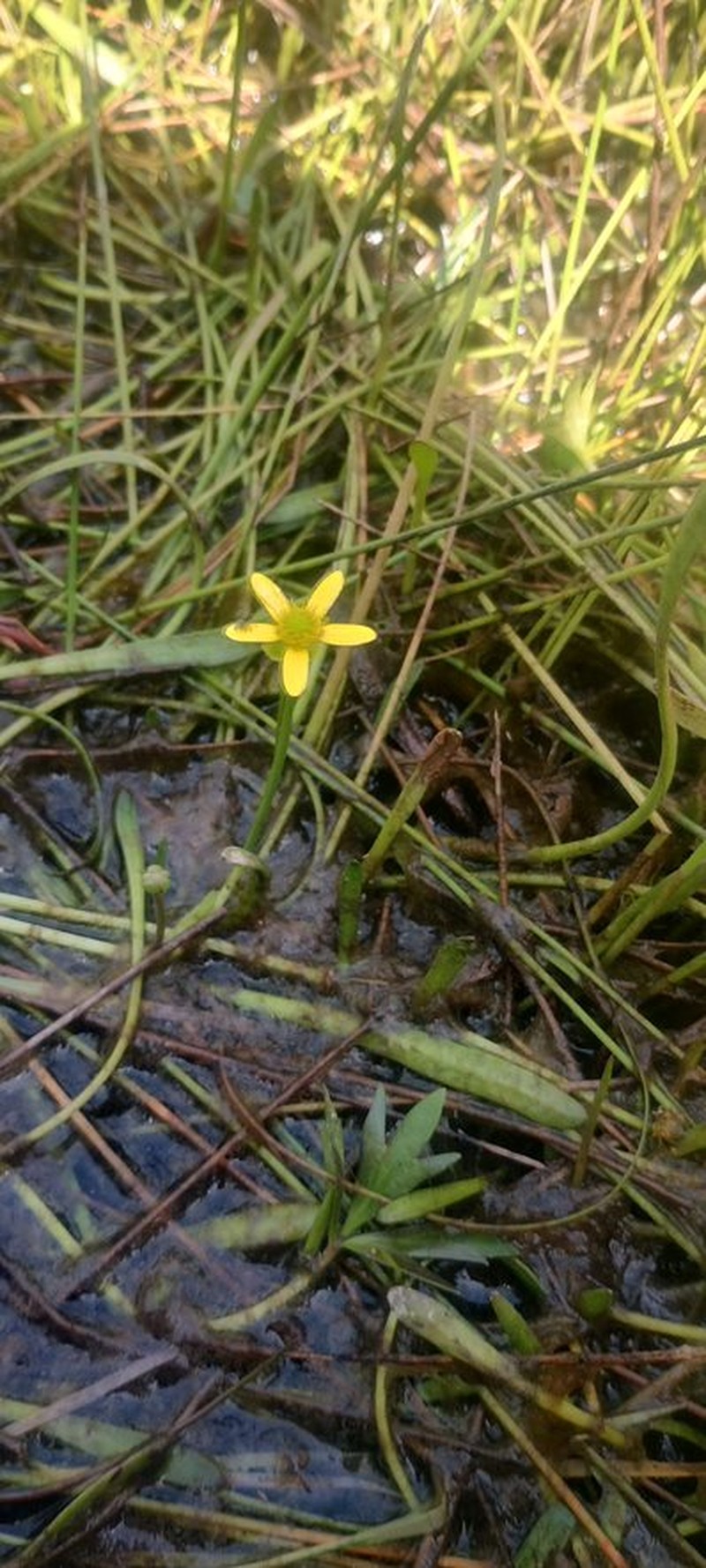 Ranunculus papulentus photo 4