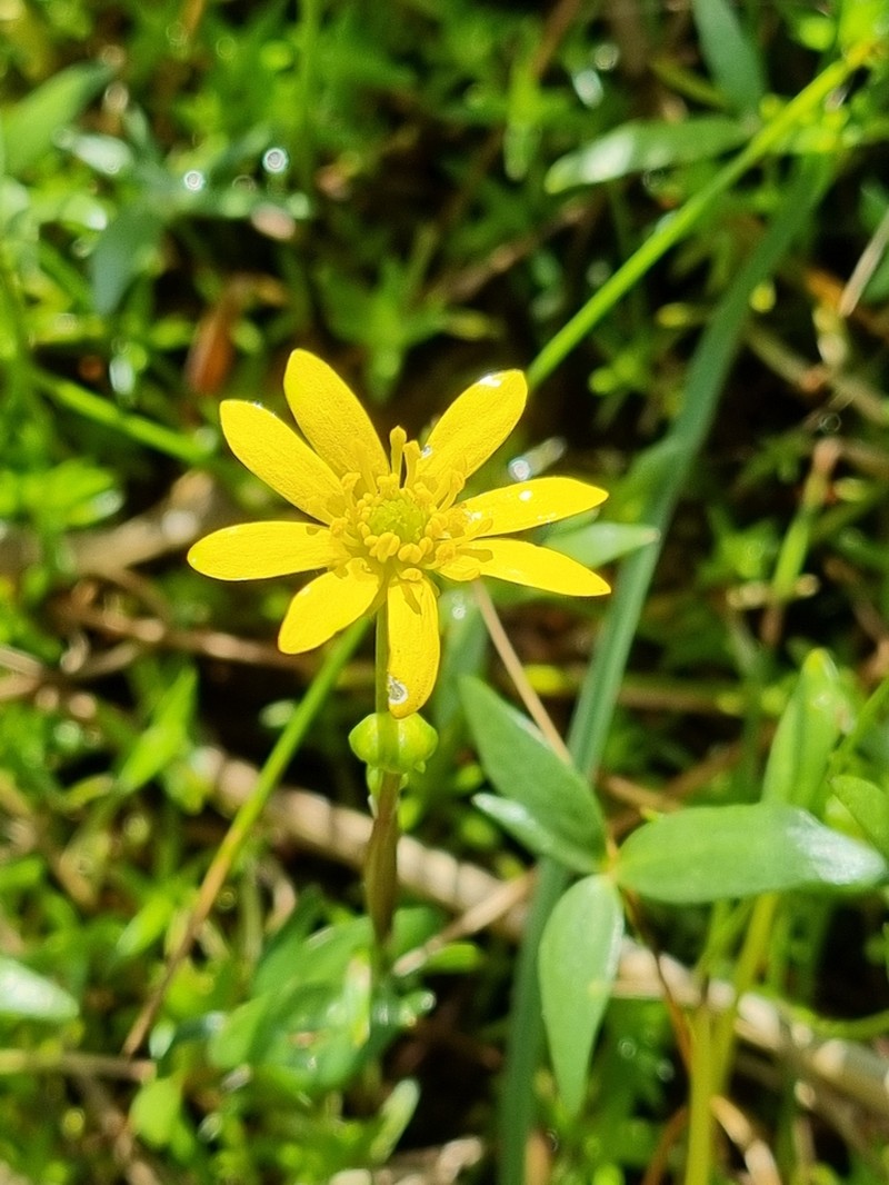 Ranunculus papulentus photo 5