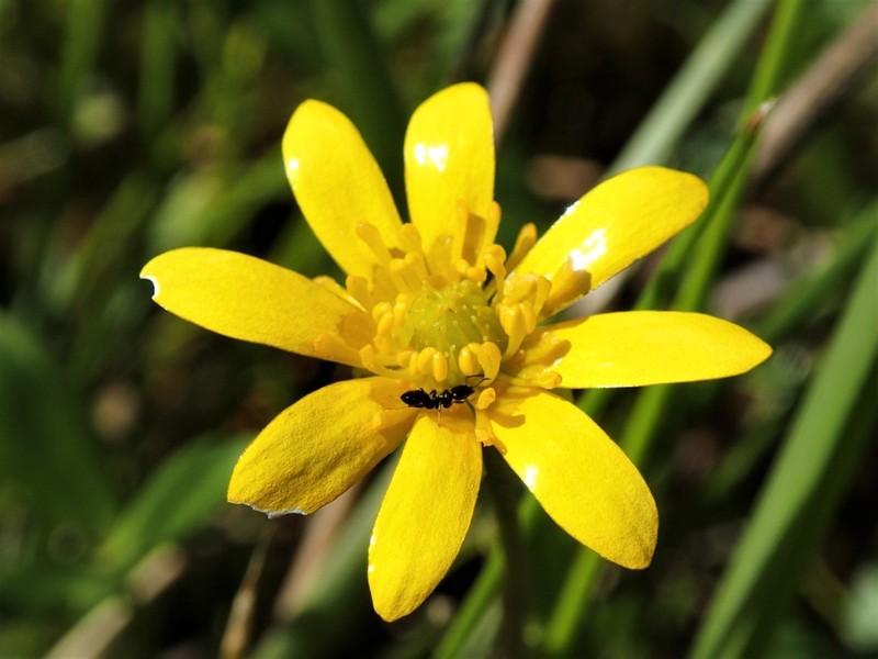 Ranunculus papulentus photo 6