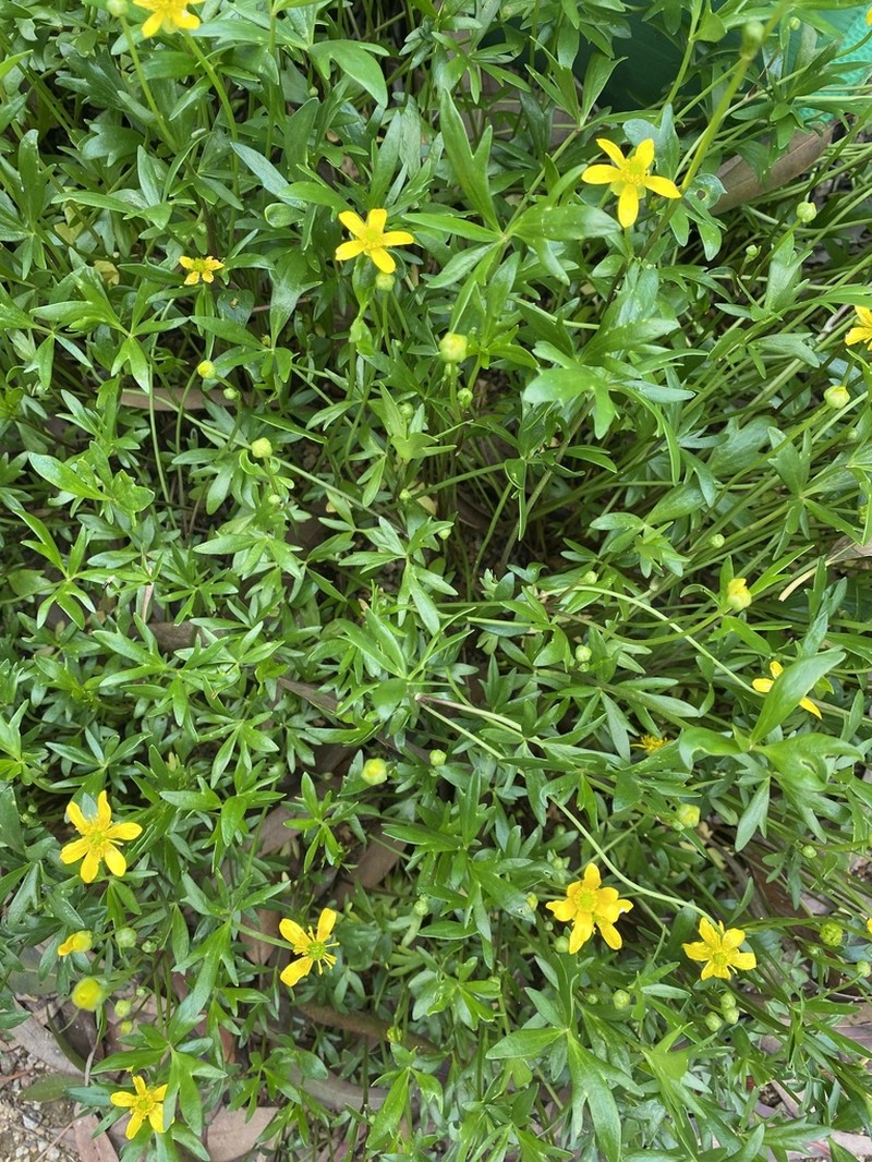 Ranunculus papulentus photo 7