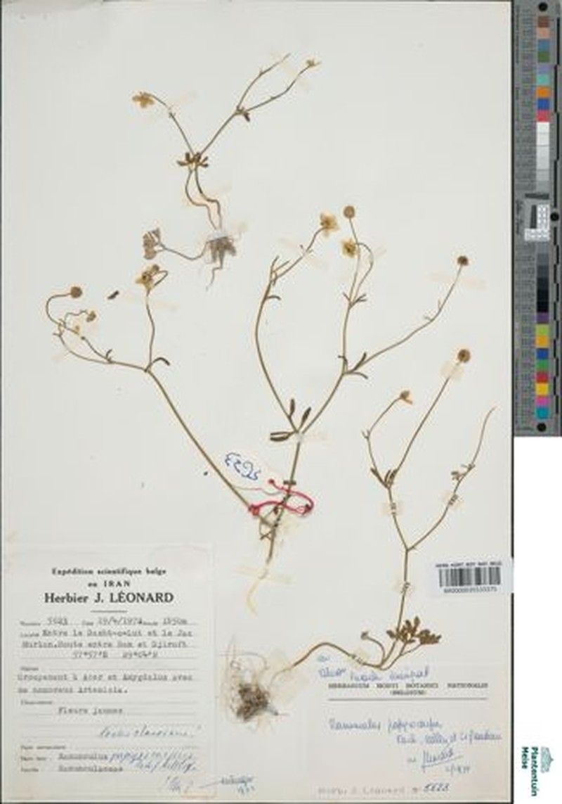 Ranunculus papyrocarpus