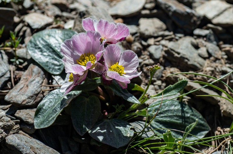 Ranunculus parnassifolius