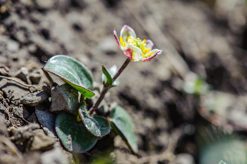 Ranunculus parnassifolius photo 2