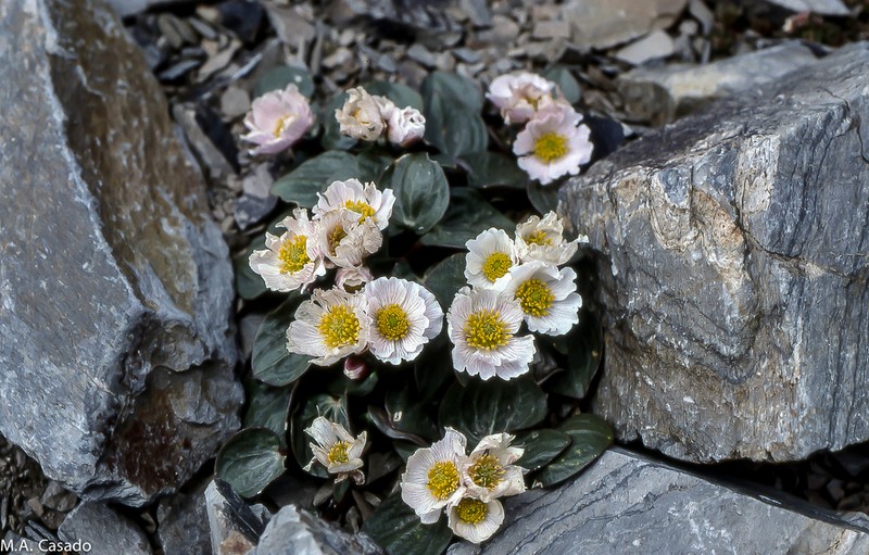 Ranunculus parnassifolius photo 3