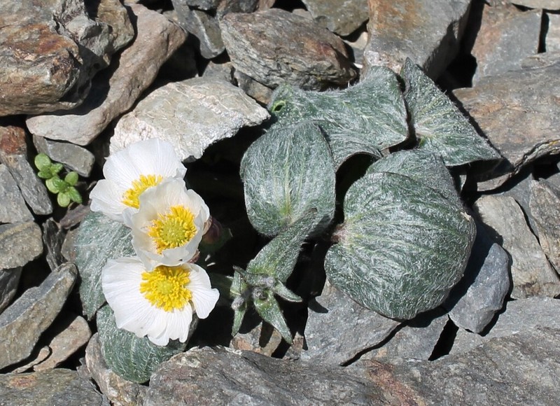 Ranunculus parnassifolius photo 4
