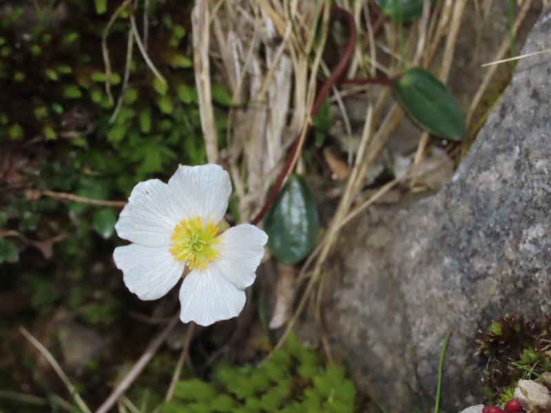 Ranunculus parnassifolius photo 5
