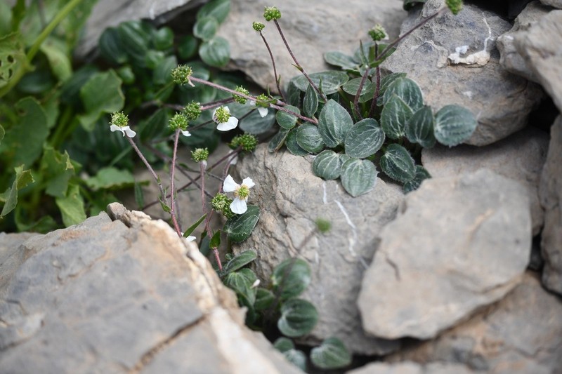 Ranunculus parnassifolius photo 6