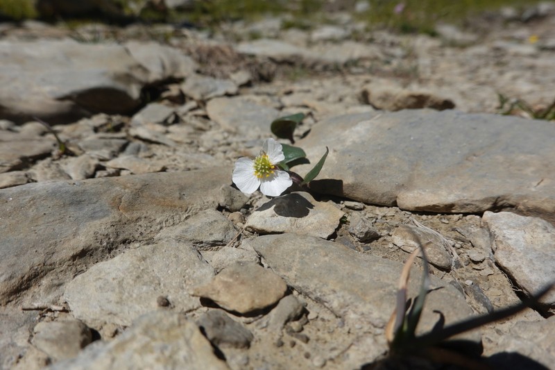 Ranunculus parnassifolius photo 7