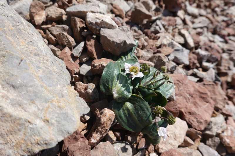 Ranunculus parnassifolius photo 8