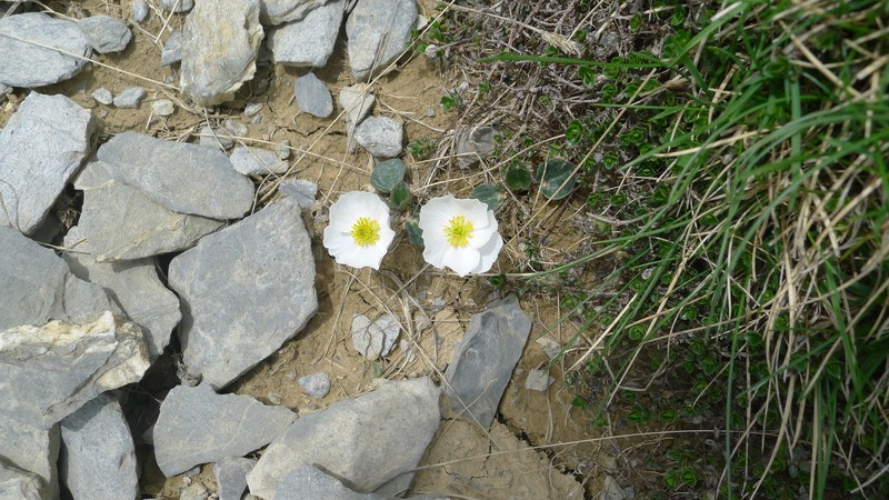 Ranunculus parnassifolius subsp. favargeri