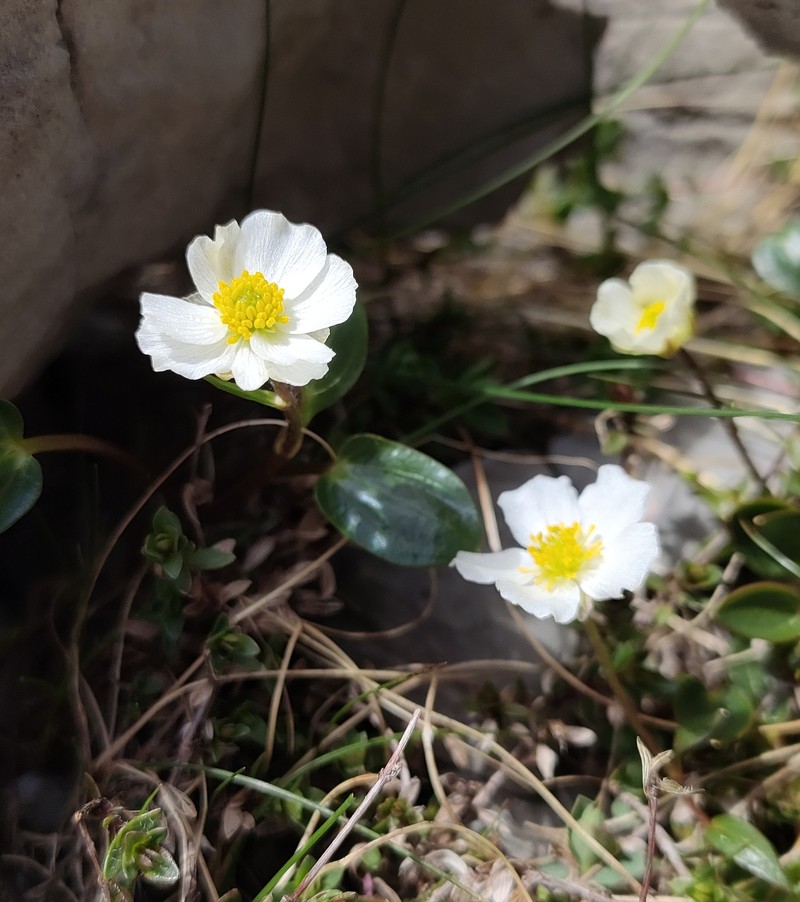 Ranunculus parnassifolius subsp. favargeri photo 2