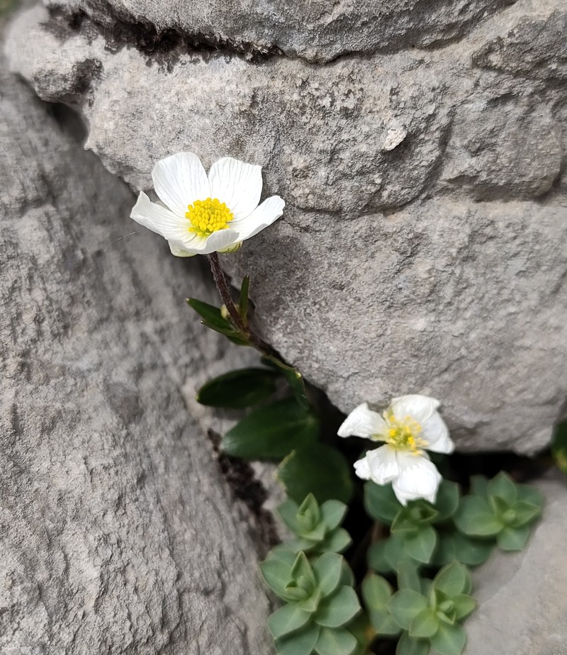 Ranunculus parnassifolius subsp. favargeri photo 3