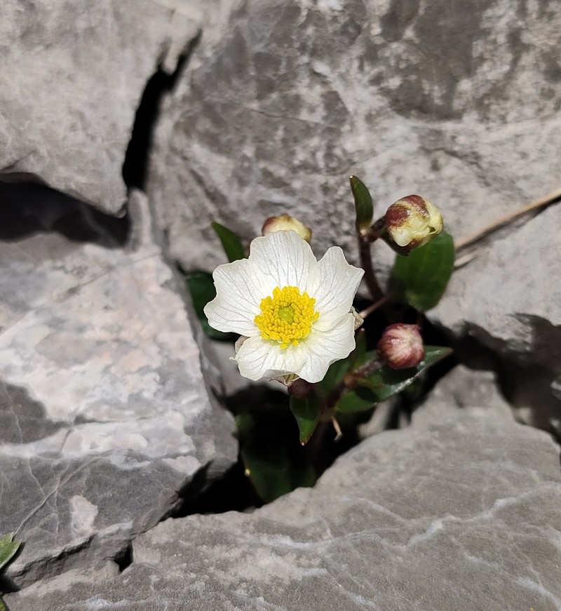 Ranunculus parnassifolius subsp. favargeri photo 4