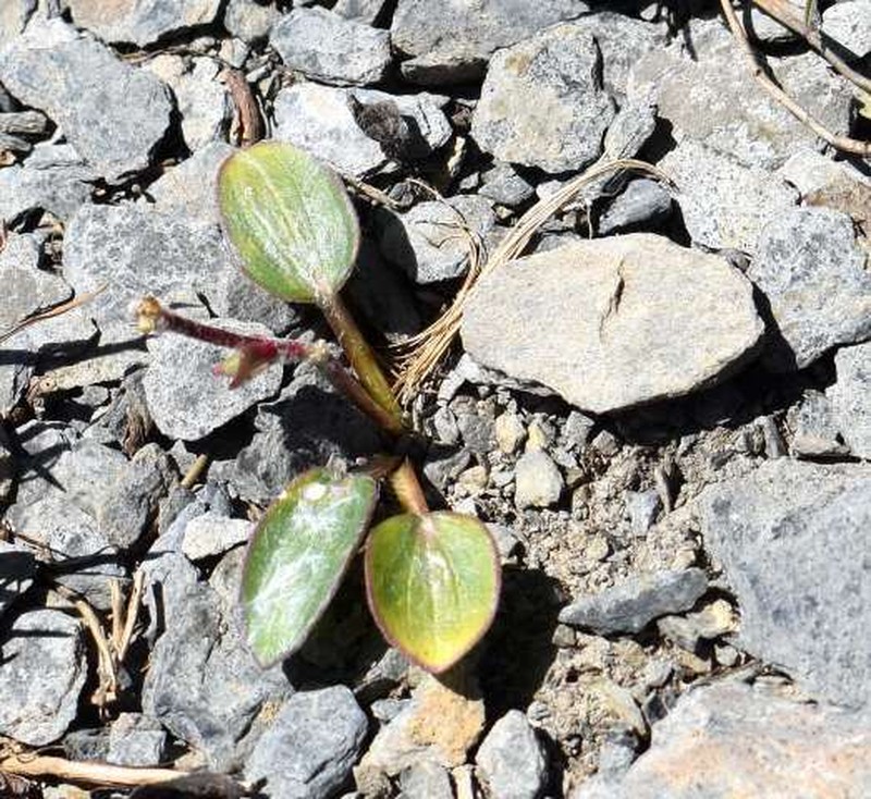 Ranunculus parnassifolius subsp. heterocarpus