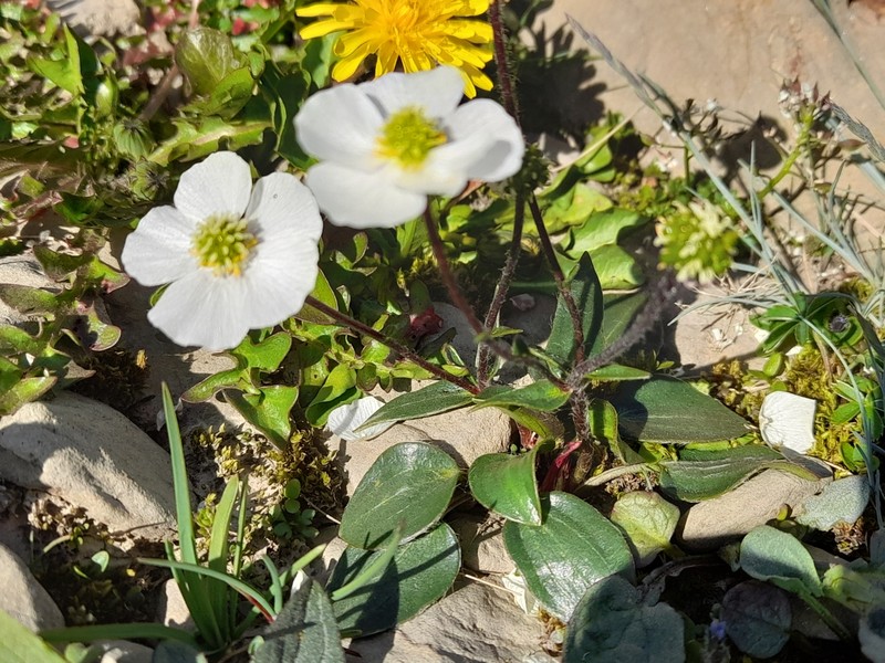 Ranunculus parnassifolius subsp. heterocarpus photo 3